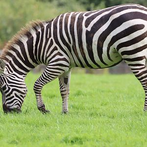 Grant's Zebra