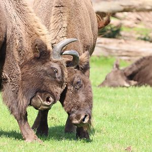 European Bison