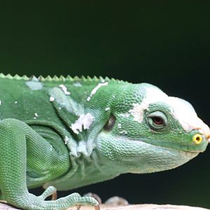 Fiji Banded Iguana