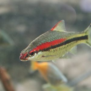 Redline Torpedo Barb