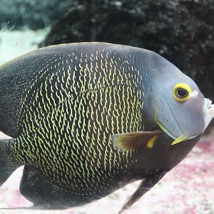 French Angelfish