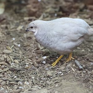 Asian Blue Quail
