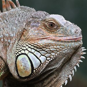 Green Iguana