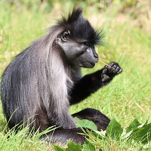Grey-cheeked Mangabey