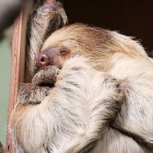 Linne's Two-Toed Sloth