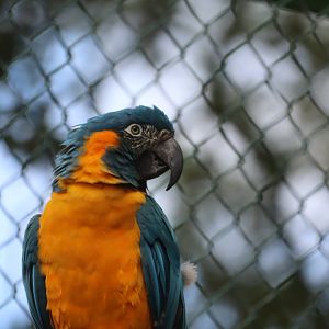 Blue-throated Macaw
