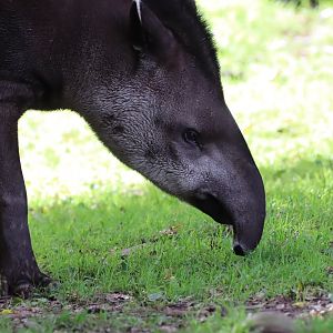 Brazilian Tapir