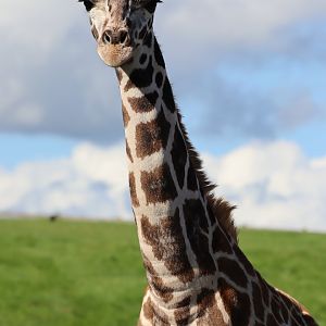 Rothschild's Giraffe, Calf