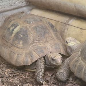 Elongated Tortoise