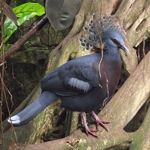 Victoria Crowned-Pigeon - Zooparc de Beauval - 05/2021