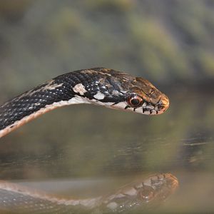 Pryer's keelback (Hebius pryeri)