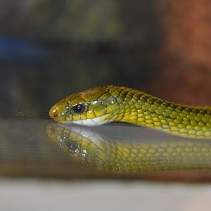Ryukyu green snake (Ptyas semicarinata)