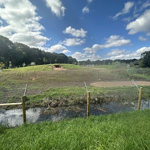 Male Cheetah enclosure