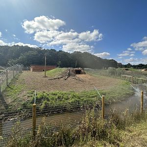 Female Cheetah Enclosure 1