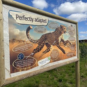 Cheetah facts board