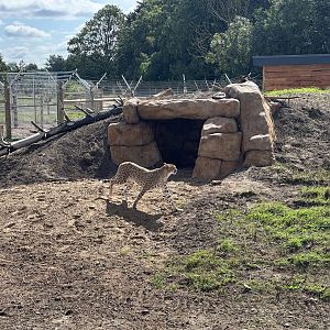 Female Cheetah Darcy
