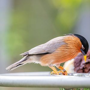 The brahminy starling (Sturnia pagodarum)