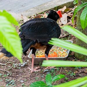 The razor-billed curassow (Mitu tuberosum)