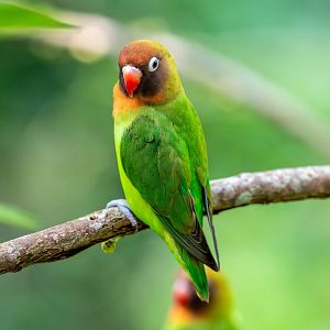 The black-cheeked lovebird (Agapornis nigrigenis)