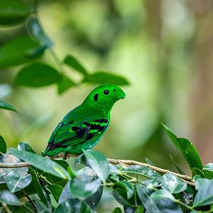 The green broadbill (Calyptomena viridis)