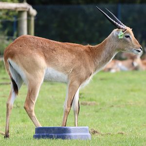 Lechwe