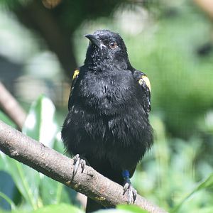 Epaulet oriole - August 2023