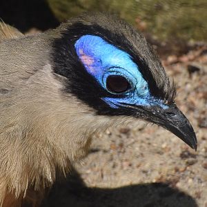 Giant coua - August 2023