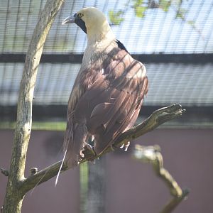 Raggiana bird-of-paradise - August 2023