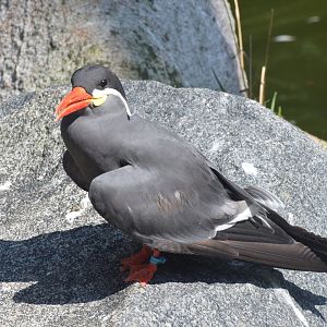 Inca tern - August 2023