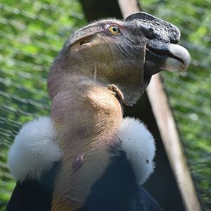 Andean condor - August 2023