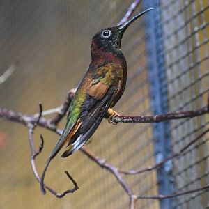 Crimson topaz - August 2023