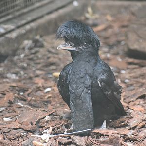 Long-wattled umbrellabird - August 2023