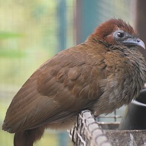 Little chachalaca - August 2023