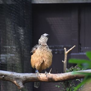 Fawn-breasted bowebird - August 2023