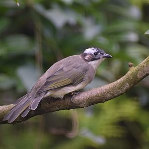 Light-vented bulbul - August 2023