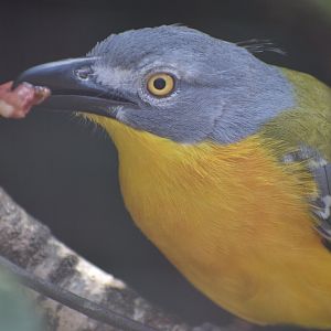 Grey-headed bushshrike - August 2023