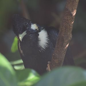 Sulawesi myna - August 2023