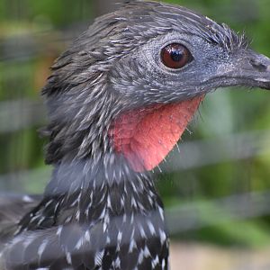 Marail guan - August 2023