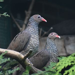 Scaled pigeon - August 2023