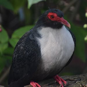 Papuan mountain-pigeon - August 2023