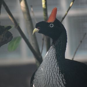 Horned guan - August 2023