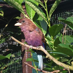 Broad-billed roller - August 2023
