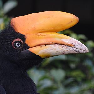 Javan rhinoceros hornbill - August 2023