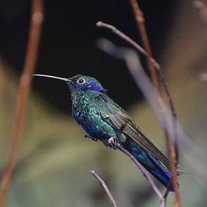 Sparkling violetear - August 2023
