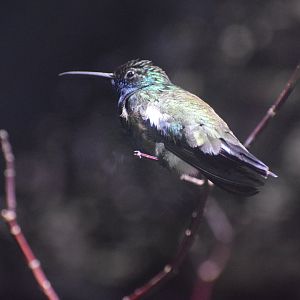 Black-throated mango - August 2023