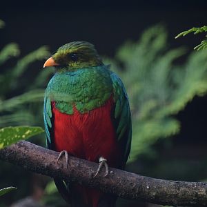 Golden-headed quetzal - August 2023