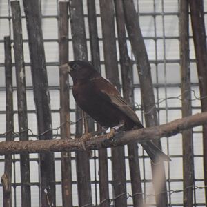 Chestnut sparrow - August 2023