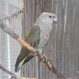 Red-bellied parrot - August 2023