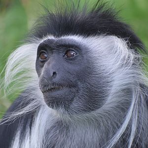 Angola colobus - August 2023
