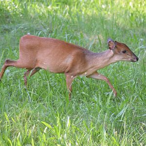 Red forest duiker - August 2023